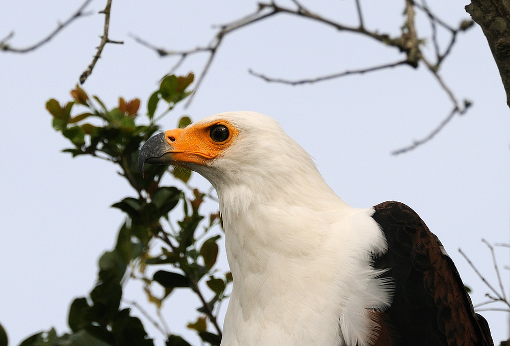Adler im Profil
