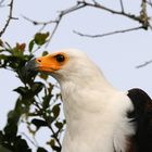 Adler im Profil
