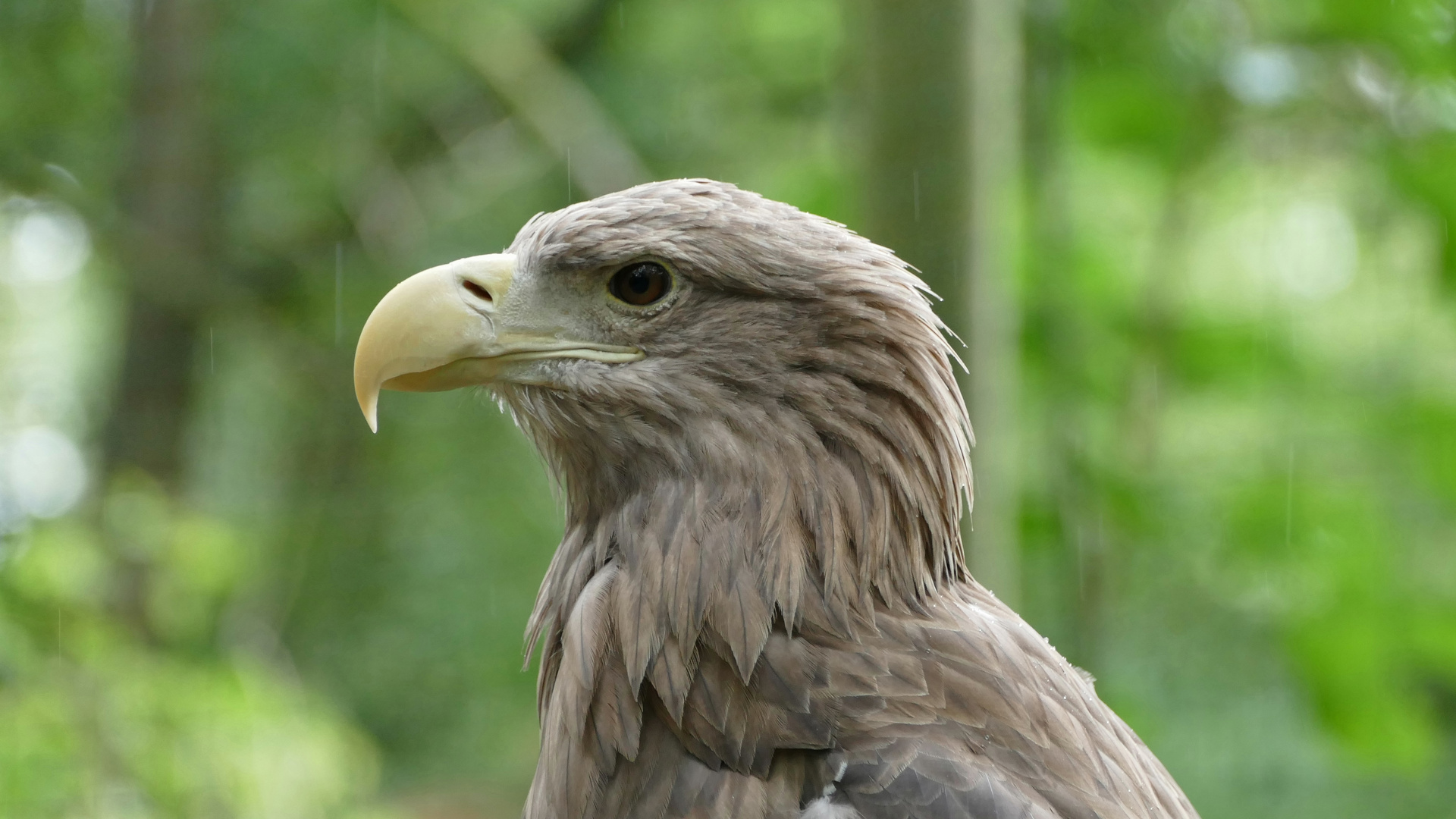 Adler im Rostocker Zoo