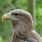 Adler im Rostocker Zoo