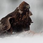 Adler im Scheesturm