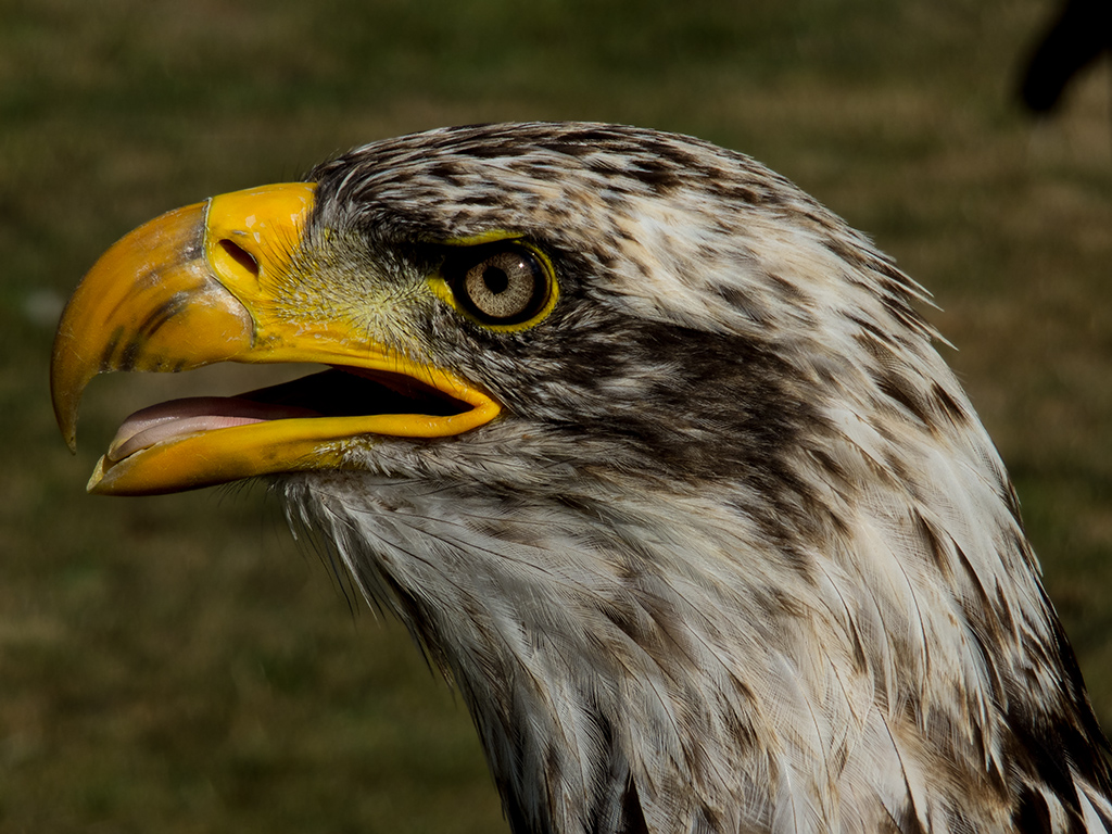 Adler im Schlosspark