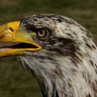 Adler im Schlosspark