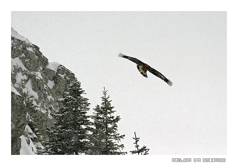 Adler im Schnee