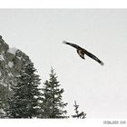 Adler im Schnee