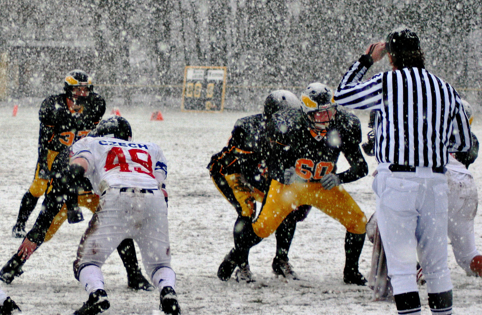 Adler im Schnee