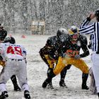 Adler im Schnee