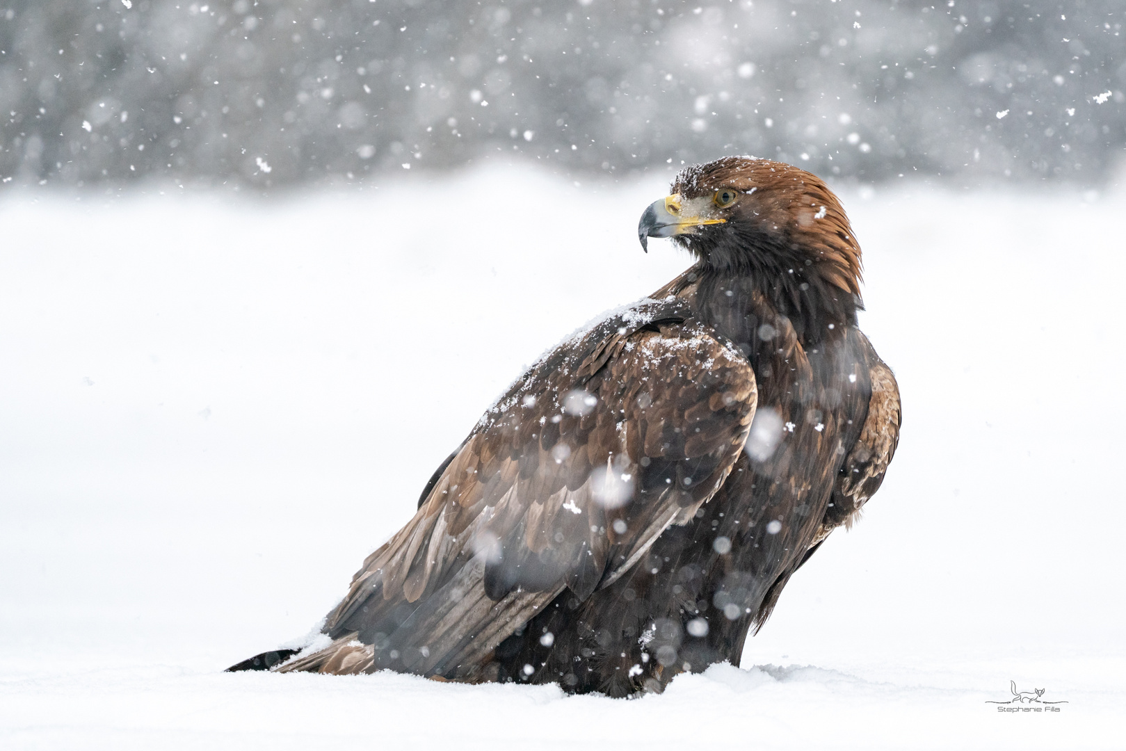 Adler im Schneetreiben