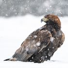 Adler im Schneetreiben