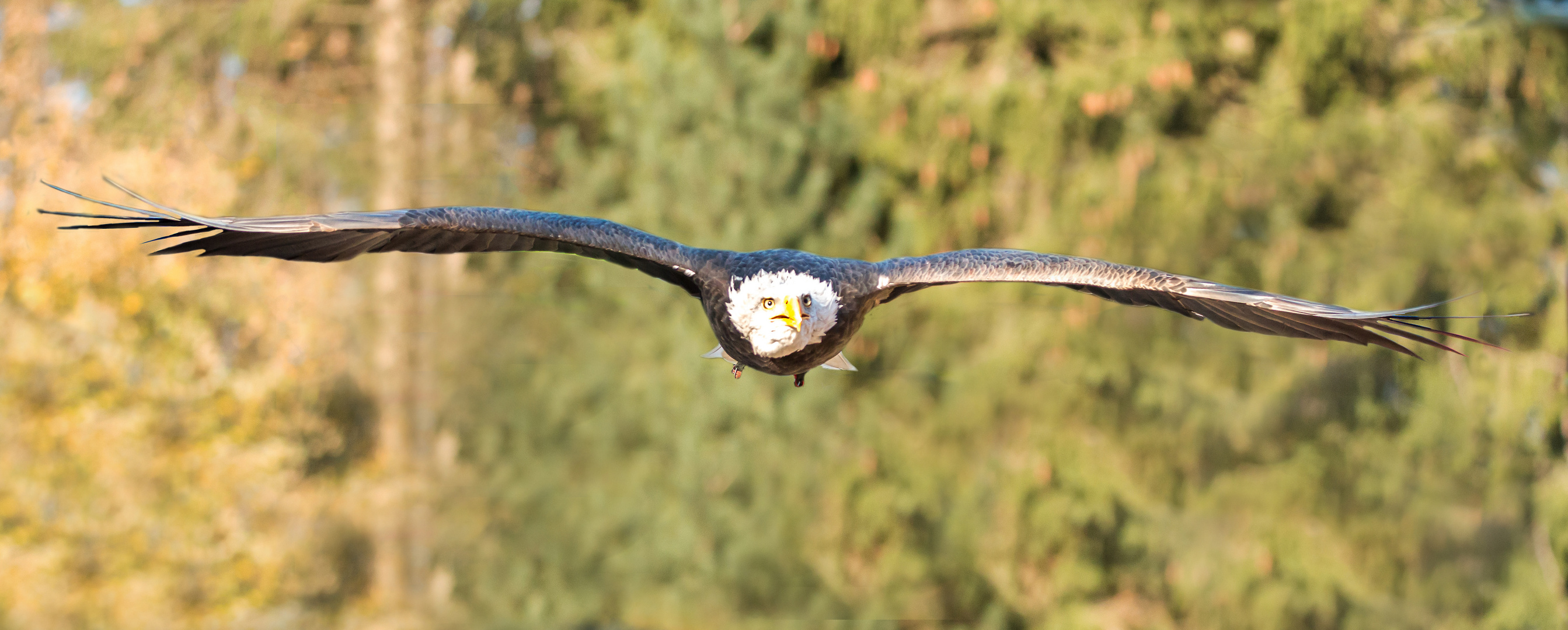 Adler im Segelflug