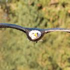 Adler im Segelflug