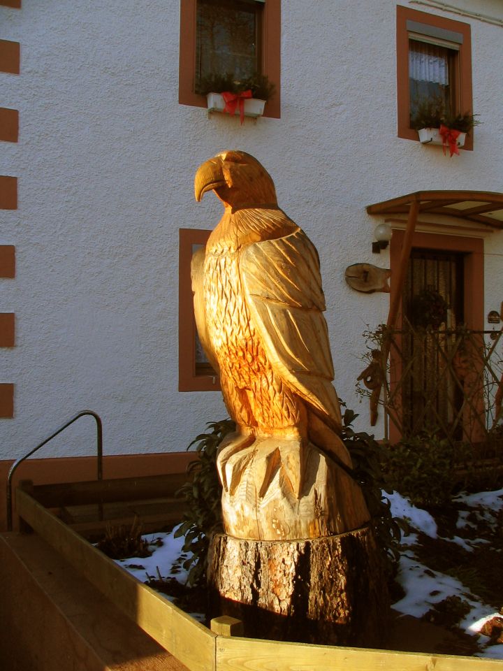 Adler im Sonnenschein