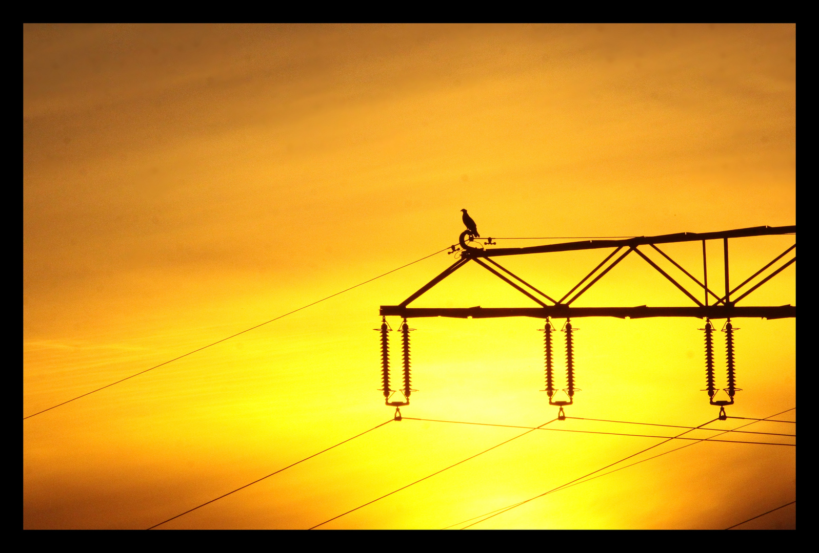 Adler im Sonnenuntergang