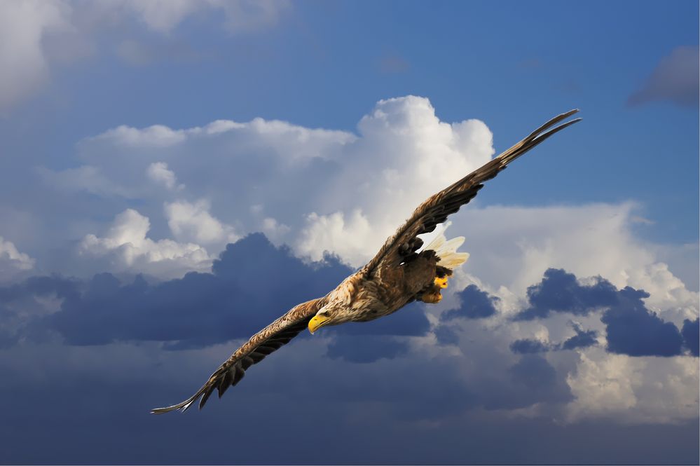 Adler im Sturzflug.                        20100715-B0002796