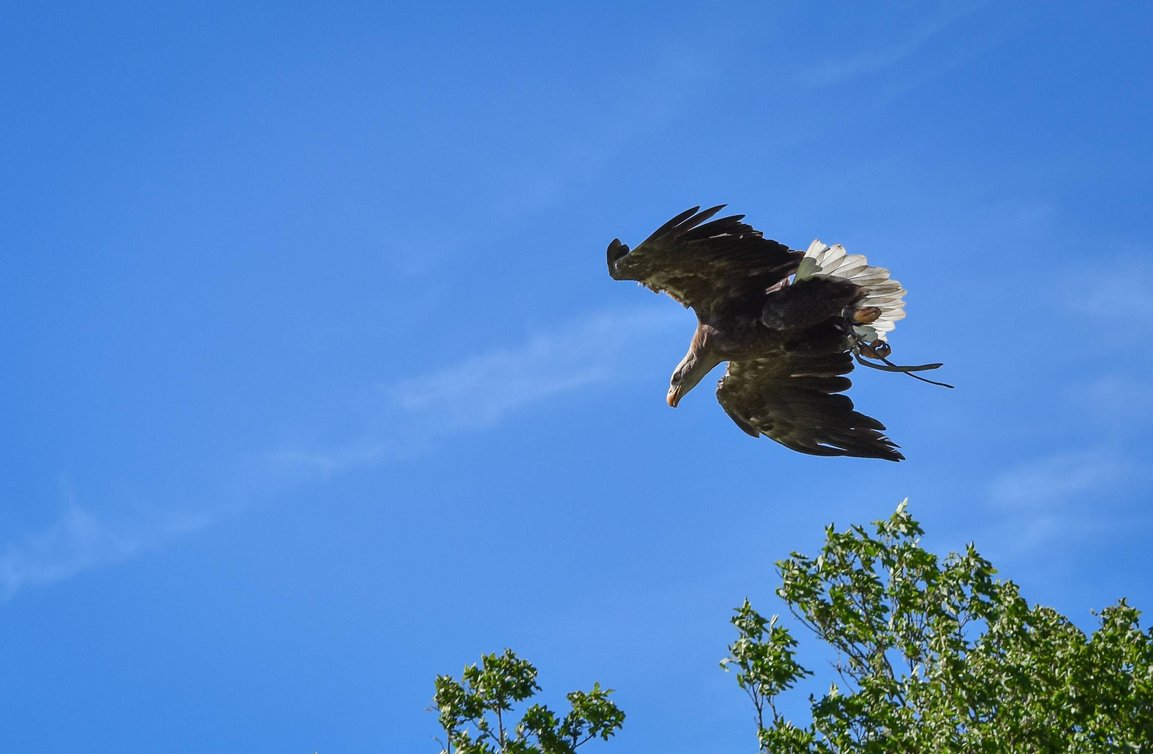 Adler im Sturzflug