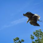 Adler im Sturzflug