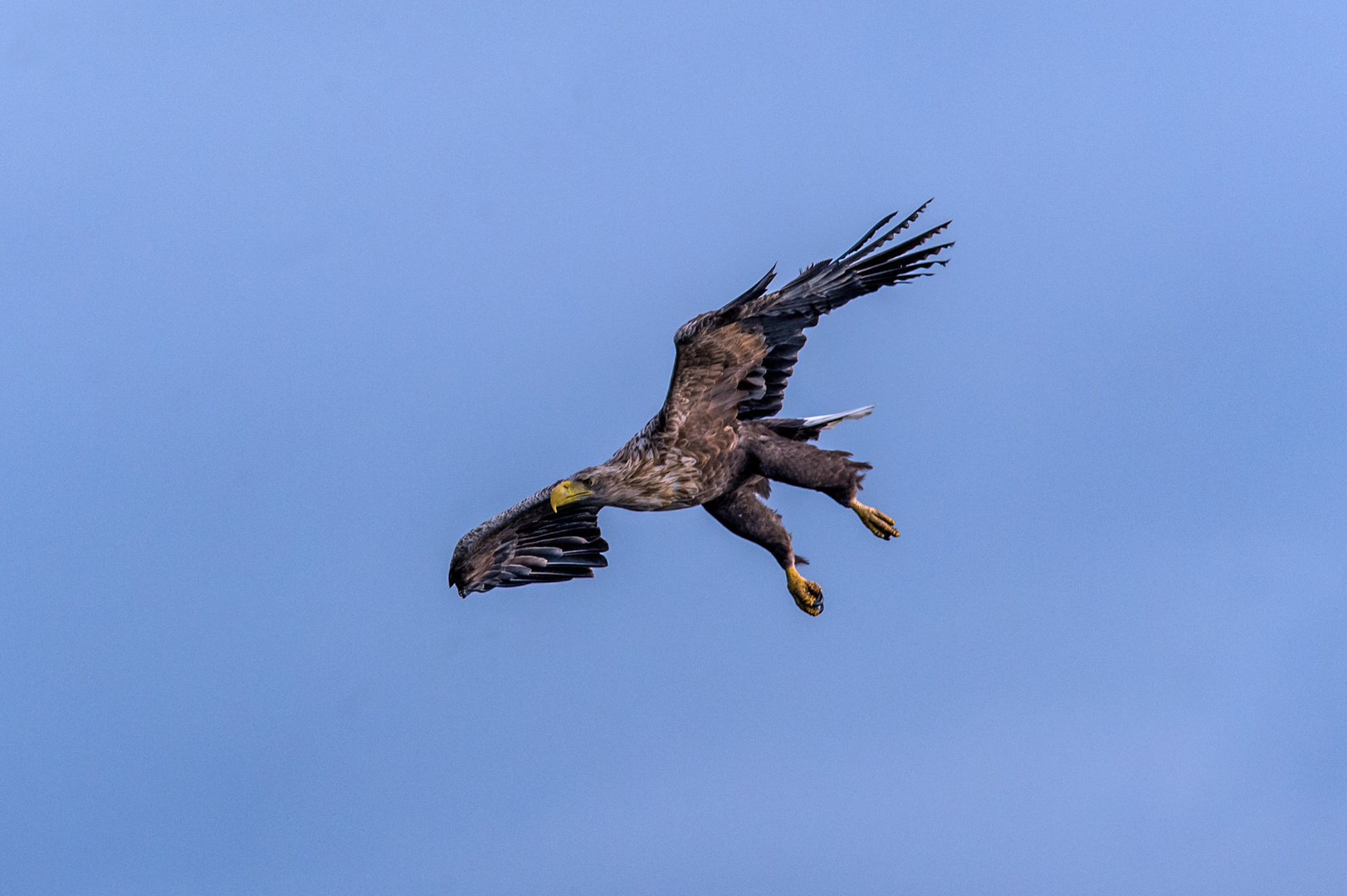 Adler im Sturzflug