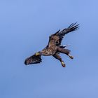 Adler im Sturzflug