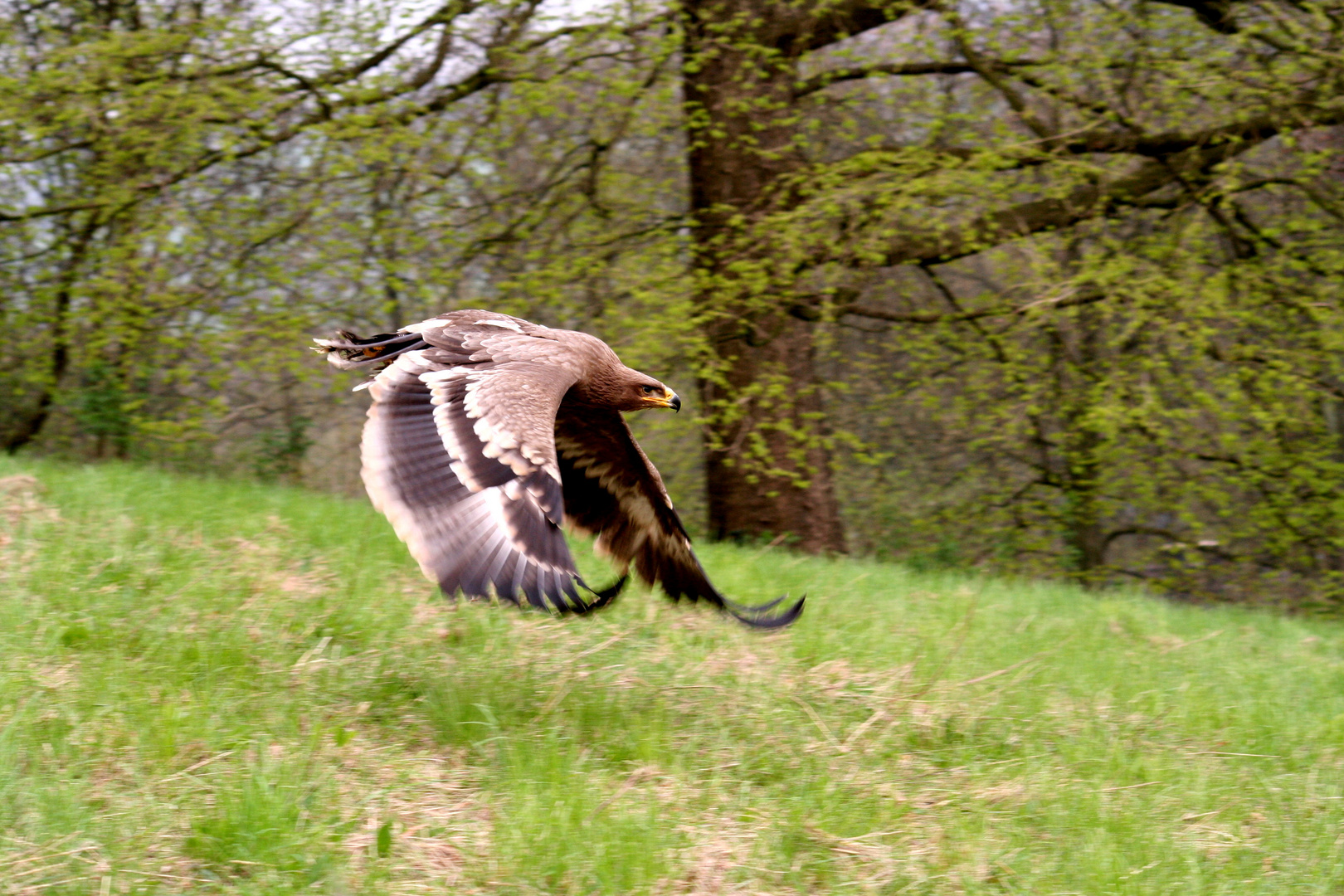 Adler im Tiefflug