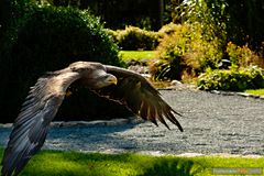 Adler im Tiefflug