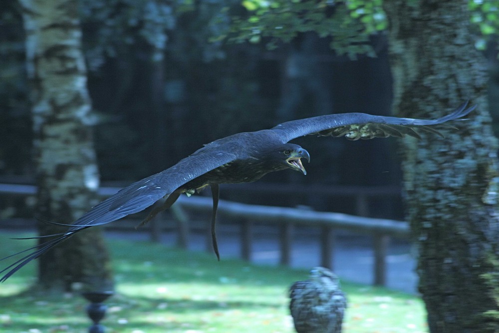 Adler im Tiefflug