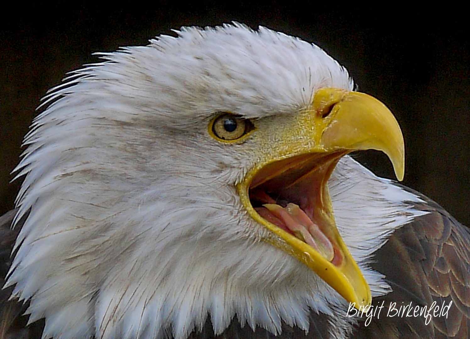 Adler im Tierpark Sababurg