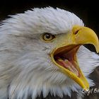 Adler im Tierpark Sababurg