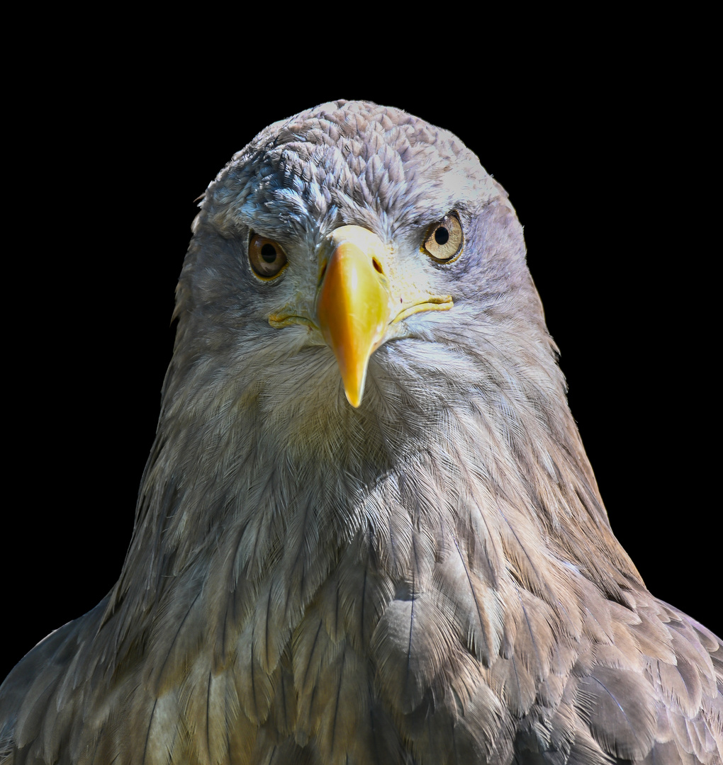 Adler im Tierpark Sababurg