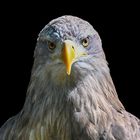 Adler im Tierpark Sababurg