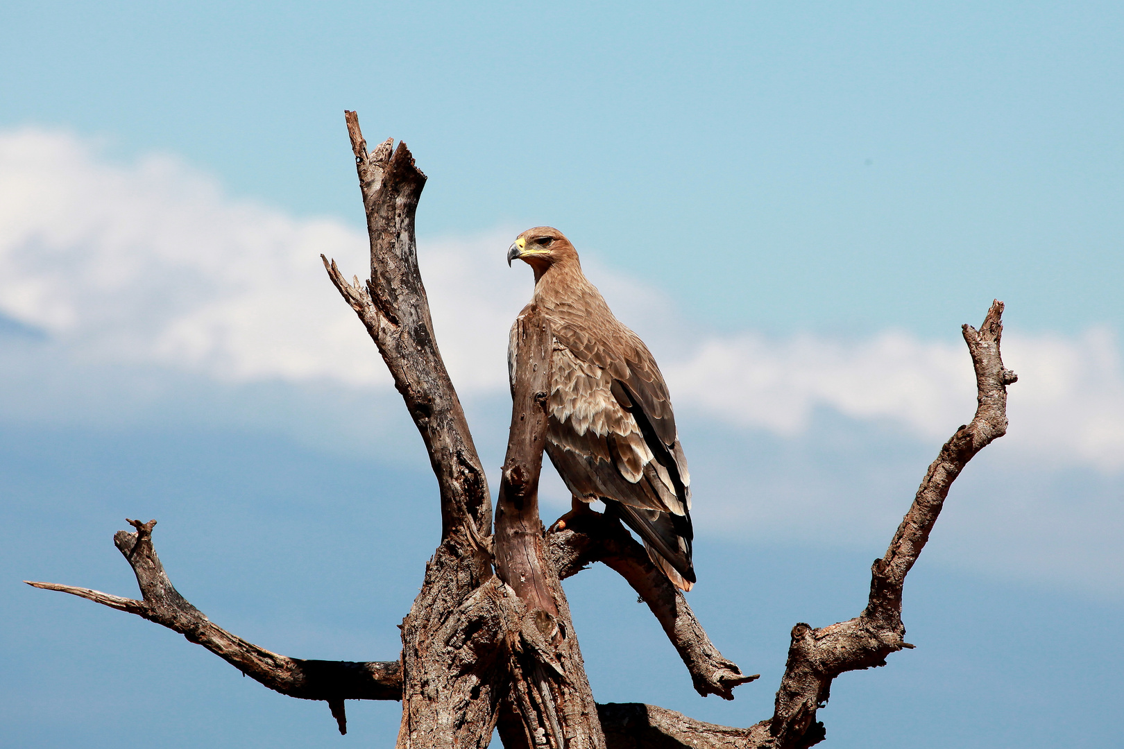 Adler im Tsavo West Nationalpark