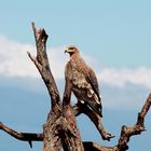 Adler im Tsavo West Nationalpark