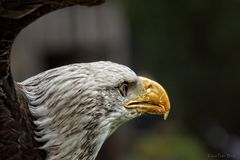 Adler im Vorbeiflug