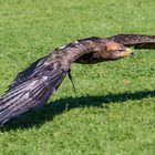 Adler im Wildpark Allensbach