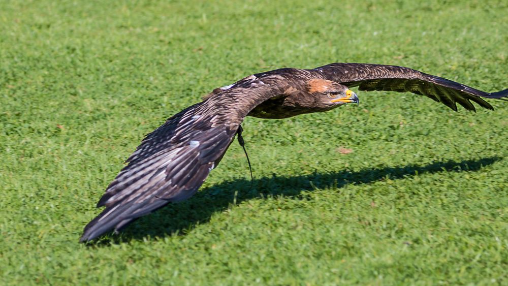 Adler im Wildpark Allensbach