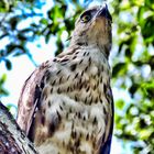 Adler im Wilpattu Nationalpark