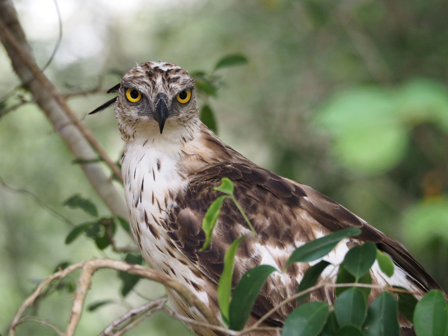 Adler im Wilpattu NP