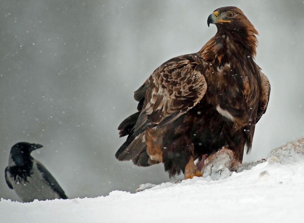 Adler im Winter -- ich hab gesagt hau ab --