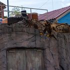 Adler im Zoo Hannover