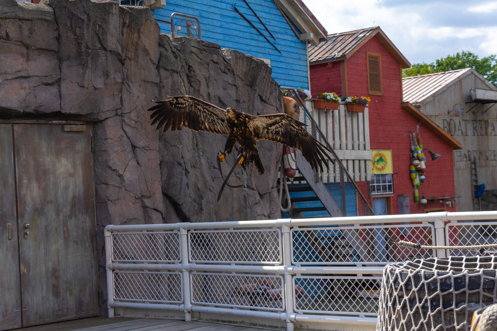 Adler im Zoo Hannover