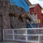 Adler im Zoo Hannover