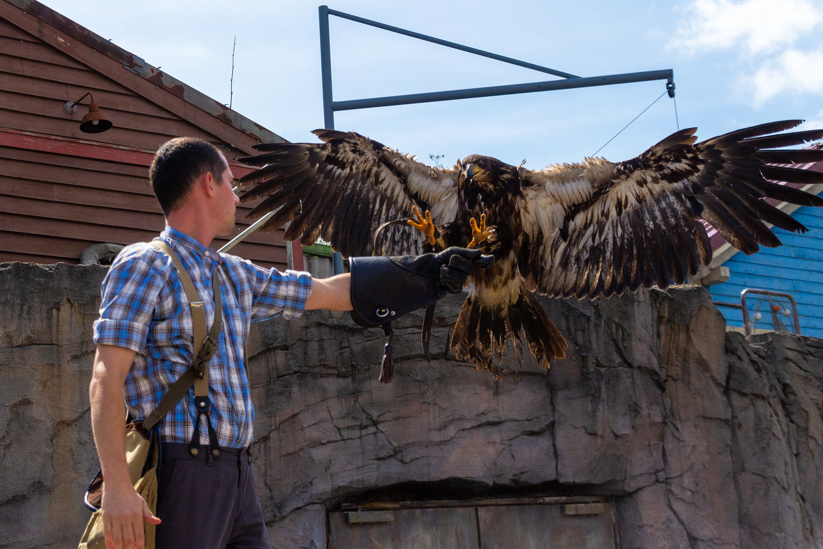 Adler im Zoo Hannover