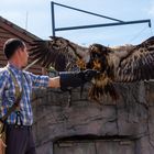 Adler im Zoo Hannover