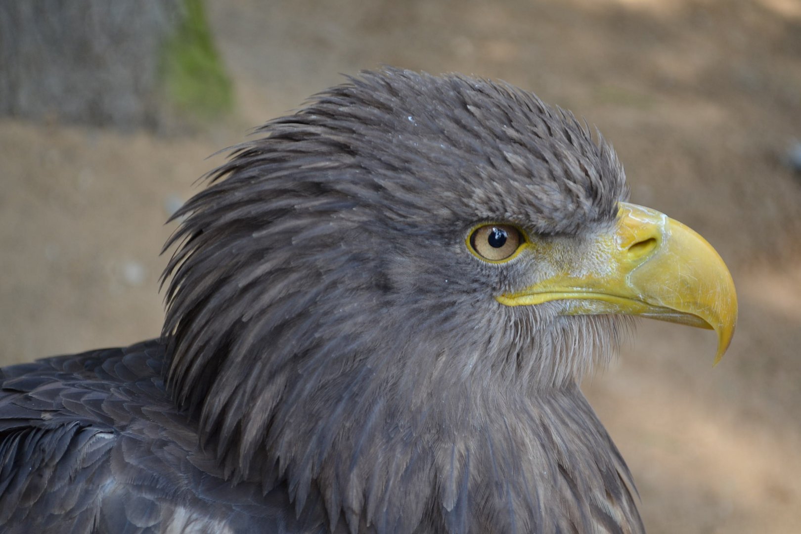 Adler im Zoo von Pilsen