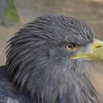 Adler im Zoo von Pilsen