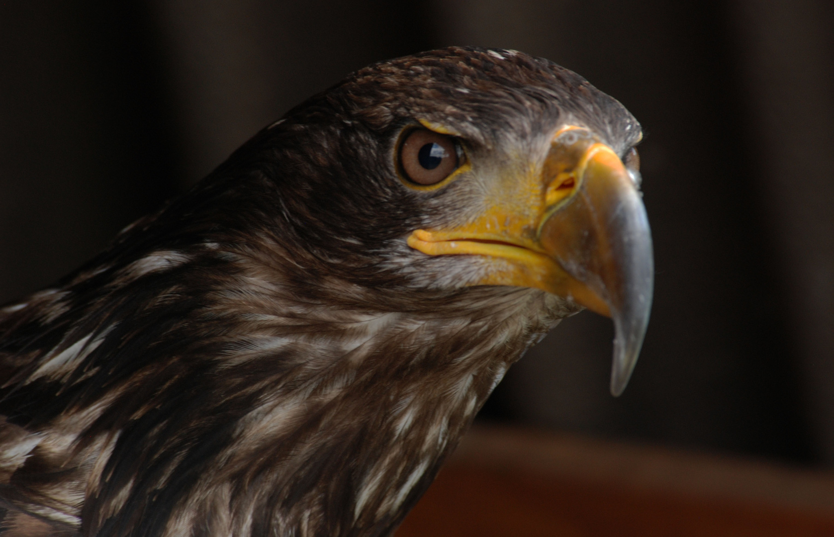 Adler im Zwielicht