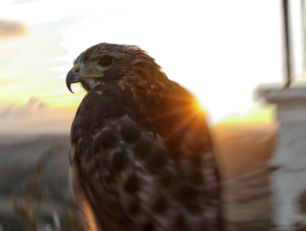 Adler in der Abendsonne