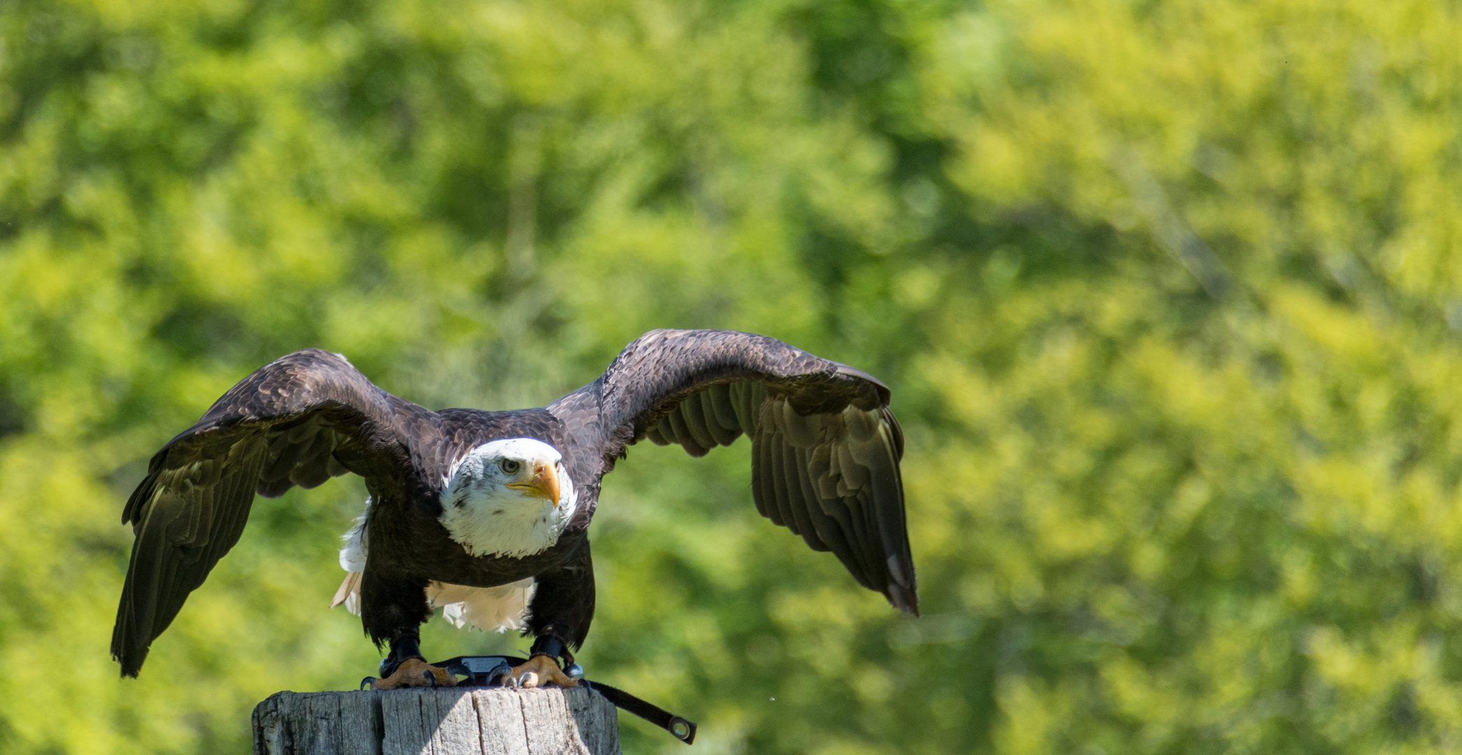 Adler in der Falknerei Bad Sachsa