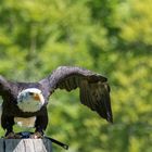 Adler in der Falknerei Bad Sachsa