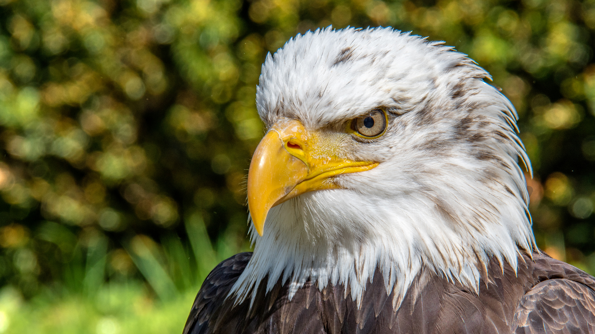 Adler in der Falknerei Bad Sachsa