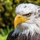 Adler in der Falknerei Bad Sachsa